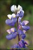 Flores del Paramo (17)